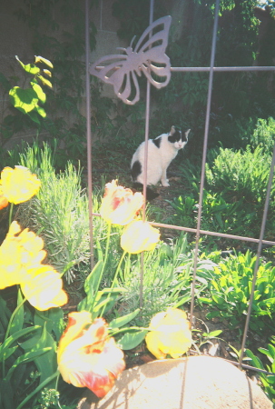 Rocky in One of His "Special" Garden Spots.