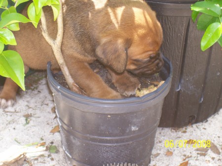 puppy in pot