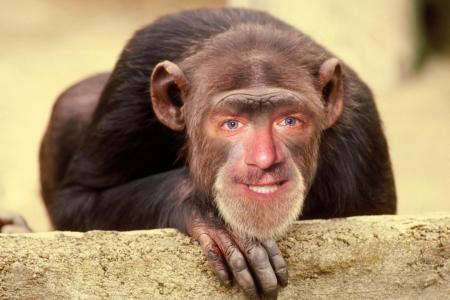 monkey dave