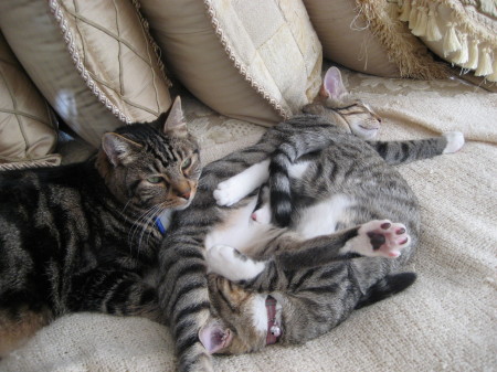 Kobie and the kittens taking one of many naps.