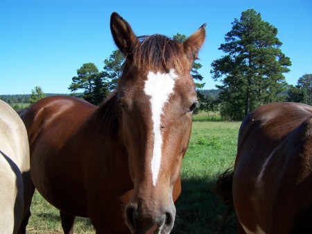 some more of my horses