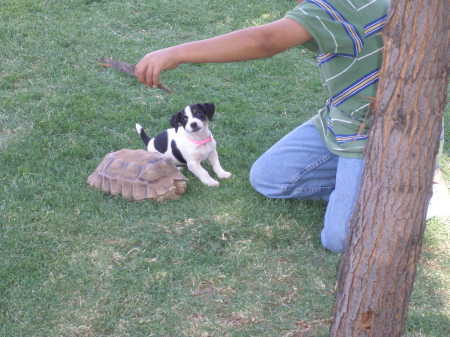 Bella and our Tortoise U-Turn