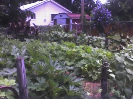 more of my first veg garden