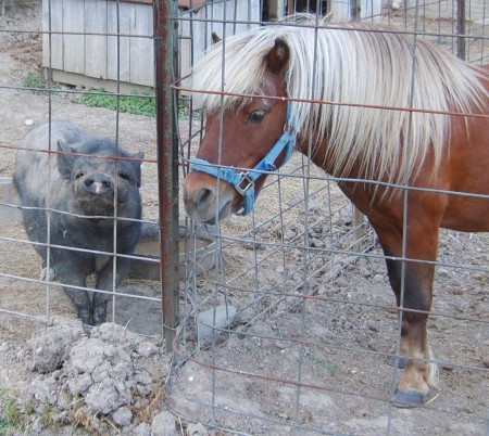 Rocky and Wilbur