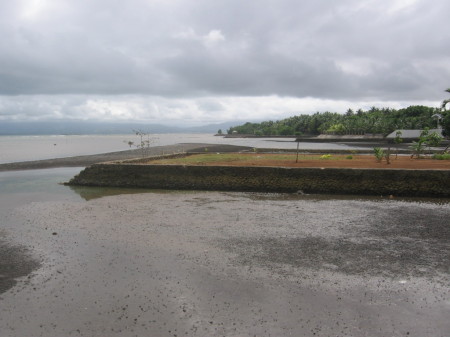 Black sand beech