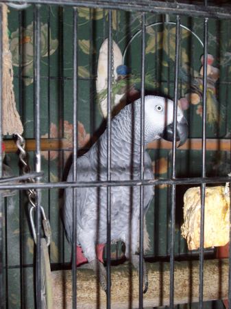 BOO BOO OUR AFRICAN GREY PARROT