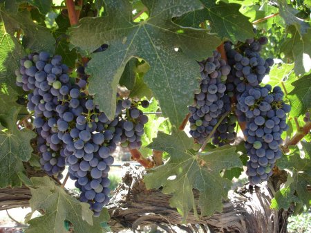 Grapes at Harvest...Livermore Valley, CA