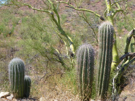 Starr Guckert's album, Arizona Desert, Summer 2010