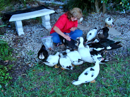 My Tame Muscovy Ducks