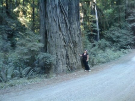 Big Redwood....tree