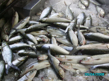 fish farm in the philippine