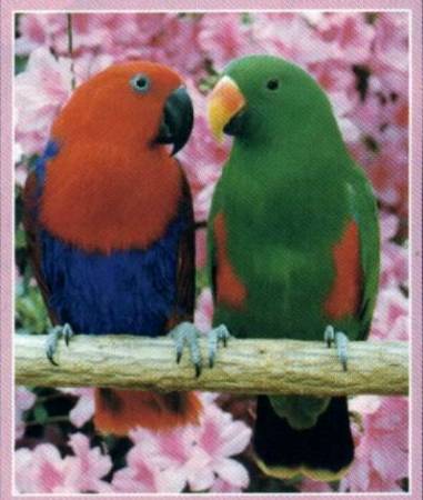 red sided eclectus - pair