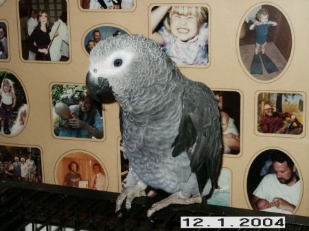 Alfe the bird with family photos in background