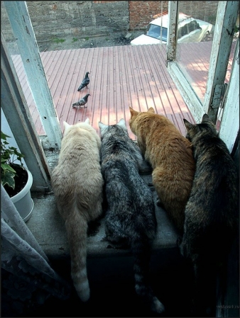 kitties watching pidgies ...
