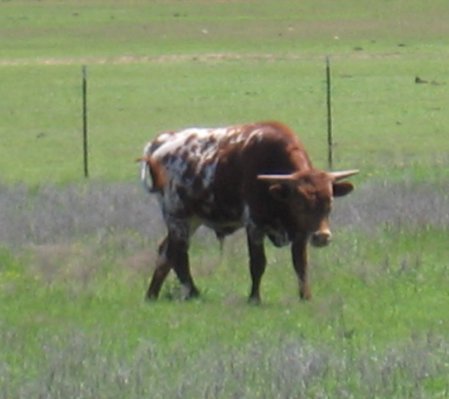 2007 bull "Sureshot 12 Gauge"