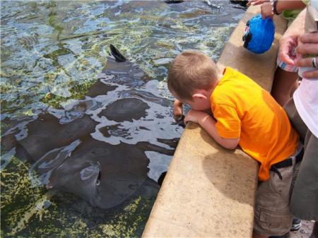 Petting rays at Sea World rocks!