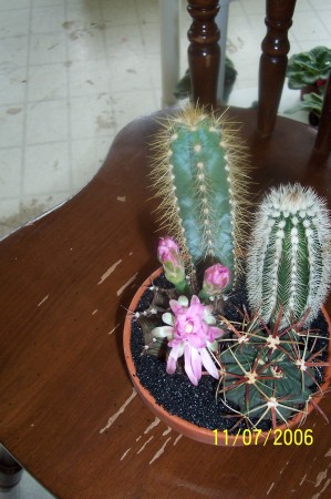 My cactus dish