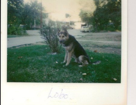 My Dog Lobo