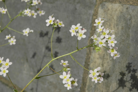 alpine flowers