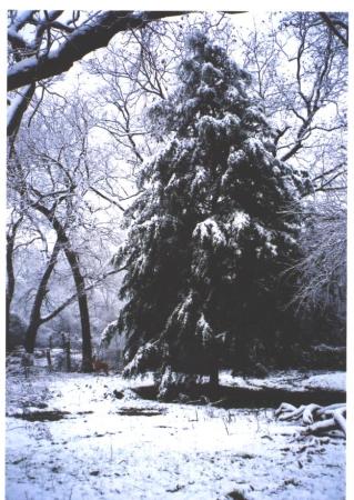 Snowy Tree