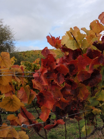 Isabel Hormel's album, harvest time in Sonoma Cty