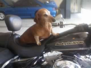 my little buddy going 4 a ride