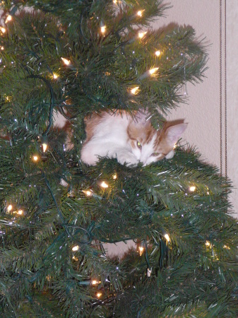 Cat boy in my x-mas tree