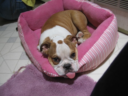 Our English Bulldog pup Wrinkles