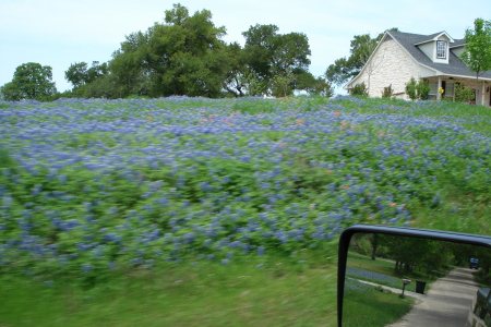 bluebonnet field Bristol Texas