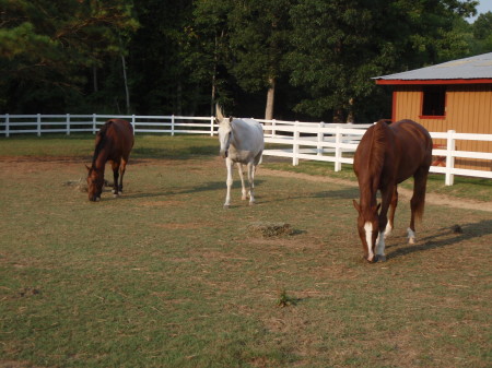 3 of my horses, Doin' what they do best!