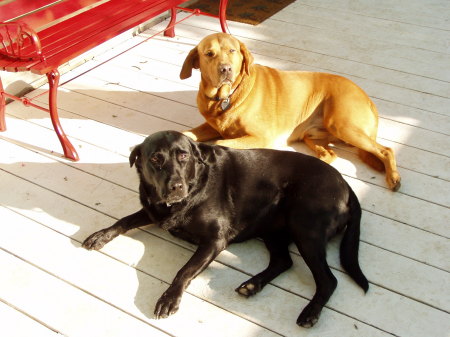 Minnie Mouse my Black Lab & her brother Harley