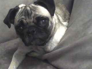 Porkchop the Pug