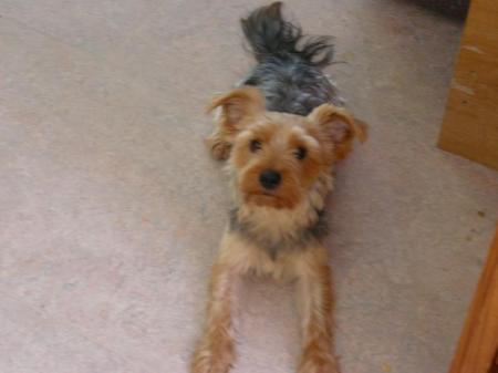 My Yorkie Junior