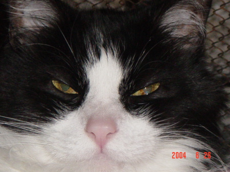 Sylvester, my 18 yr. old Best Friend Ever!!