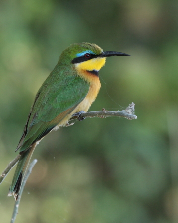 European Bee Eater