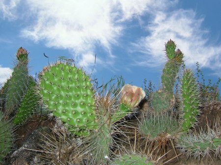 cactus flower in badlands nat. mon.
