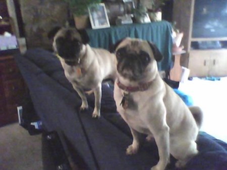 Our 2 Pugs