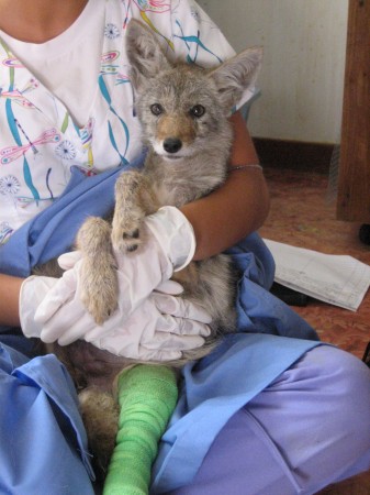 coyote pup 2007