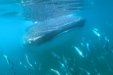 2008-whale shark face