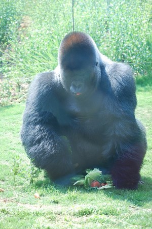 Beautiful GORILLA!