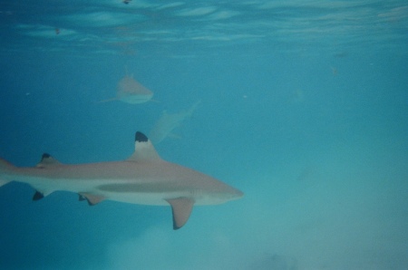 Cook's Bay  Moorea