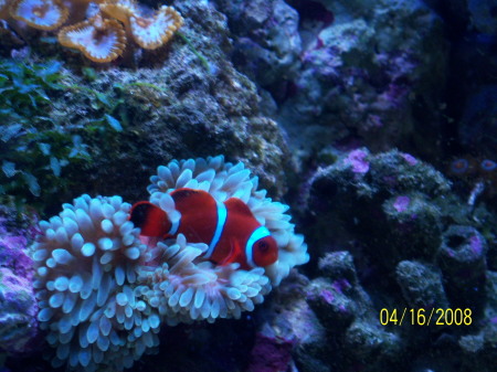 Clownfish in His Anemone, were bought together