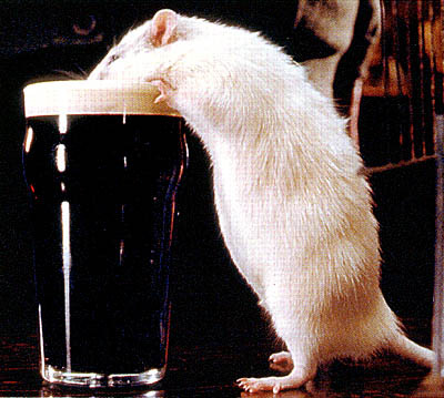 rat with beer