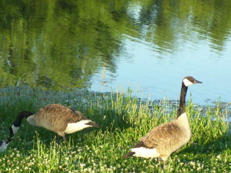 same geese