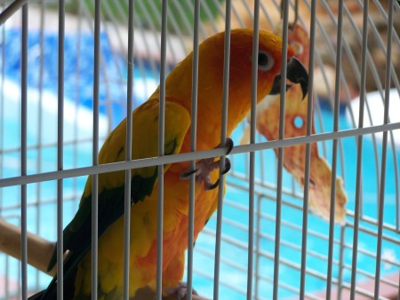 Patty, my sun conure