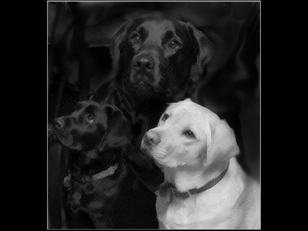 My 3 labs