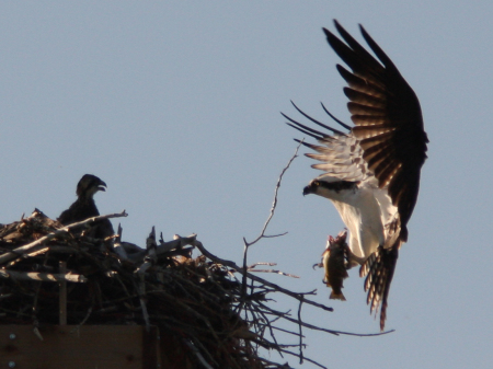 Osprey