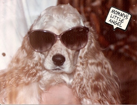 Pamela (Liest)  Roddy's album, Buffy - Our Cocker Spaniel that lived 18 years