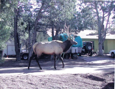 elk, 2002, grand canyon