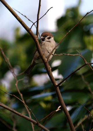 Japanese sparrow